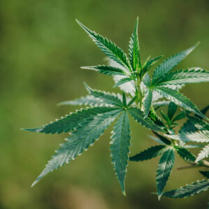 Premium Organic Cannabis Flower